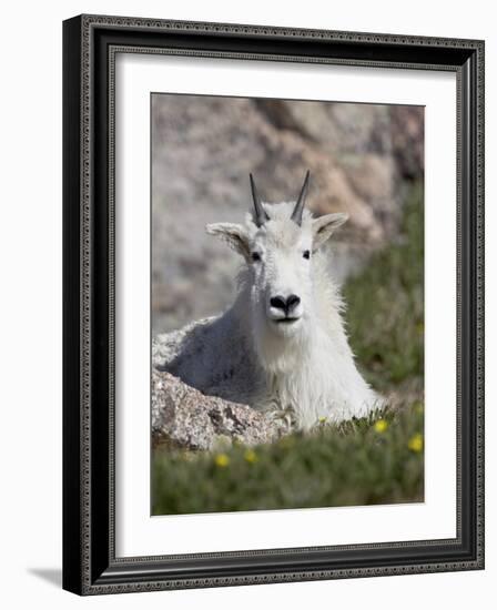 Mountain Goat, Mount Evans, Colorado-James Hager-Framed Photographic Print