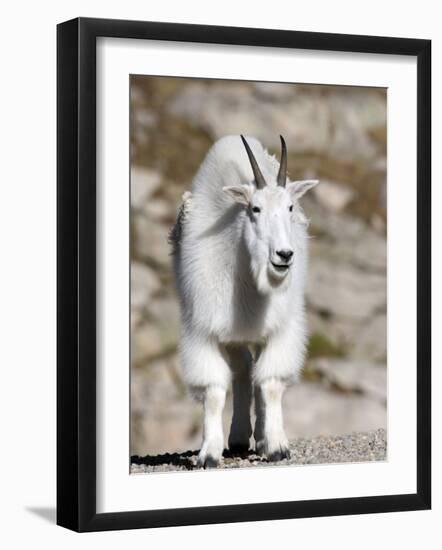 Mountain Goat, Mount Evans, Rocky Mountains, Colorado, USA-Diane Johnson-Framed Photographic Print