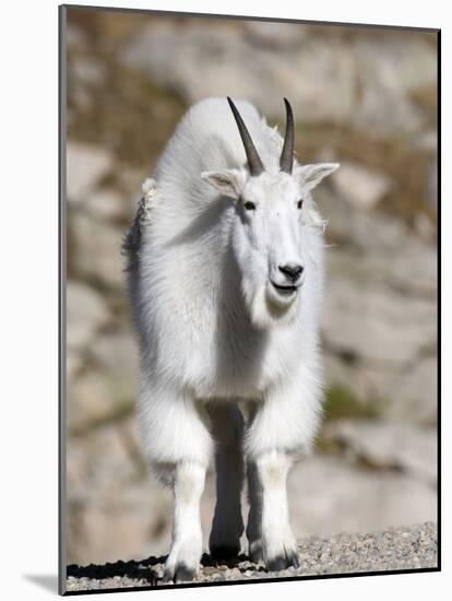 Mountain Goat, Mount Evans, Rocky Mountains, Colorado, USA-Diane Johnson-Mounted Photographic Print