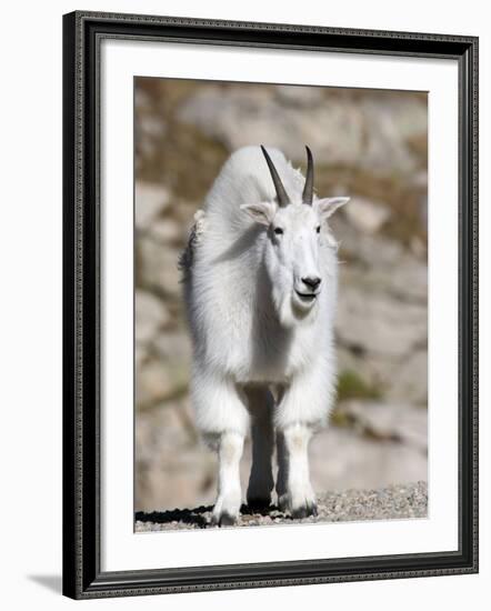 Mountain Goat, Mount Evans, Rocky Mountains, Colorado, USA-Diane Johnson-Framed Photographic Print