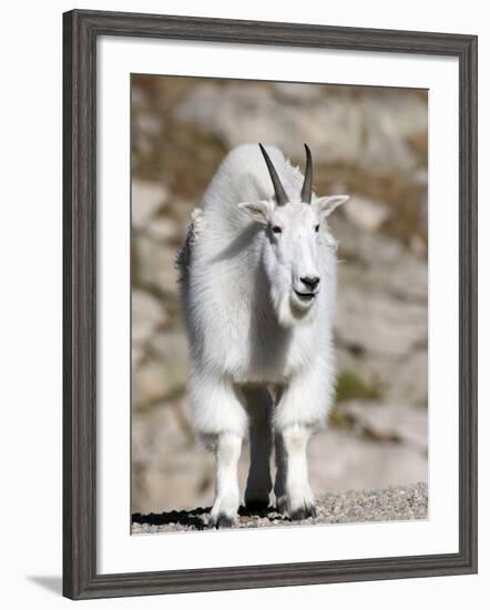 Mountain Goat, Mount Evans, Rocky Mountains, Colorado, USA-Diane Johnson-Framed Photographic Print