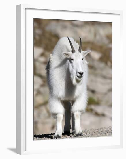 Mountain Goat, Mount Evans, Rocky Mountains, Colorado, USA-Diane Johnson-Framed Photographic Print