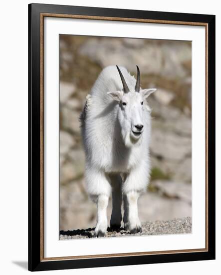 Mountain Goat, Mount Evans, Rocky Mountains, Colorado, USA-Diane Johnson-Framed Photographic Print