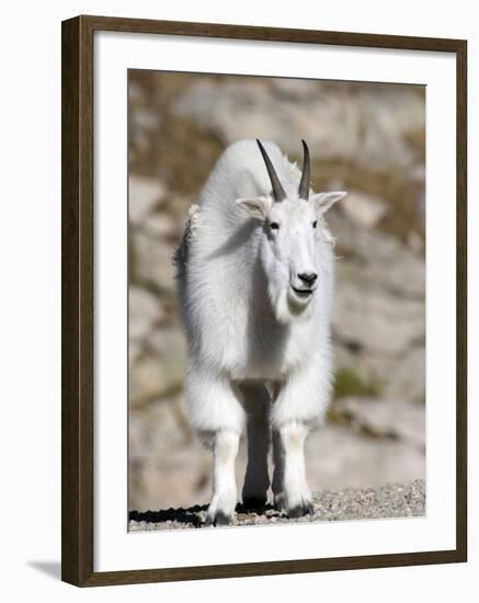 Mountain Goat, Mount Evans, Rocky Mountains, Colorado, USA-Diane Johnson-Framed Photographic Print
