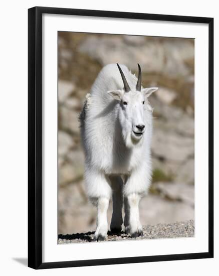 Mountain Goat, Mount Evans, Rocky Mountains, Colorado, USA-Diane Johnson-Framed Photographic Print