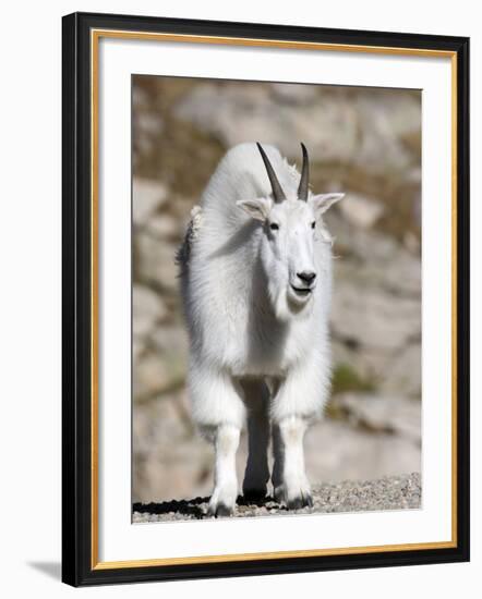 Mountain Goat, Mount Evans, Rocky Mountains, Colorado, USA-Diane Johnson-Framed Photographic Print