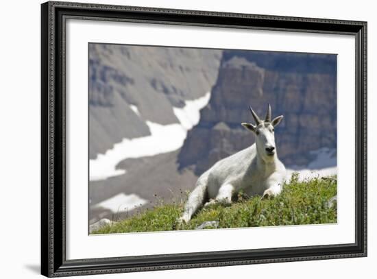 Mountain Goat, Mount Timpanogos Wilderness, Wasatch Mountains, Utah-Howie Garber-Framed Photographic Print