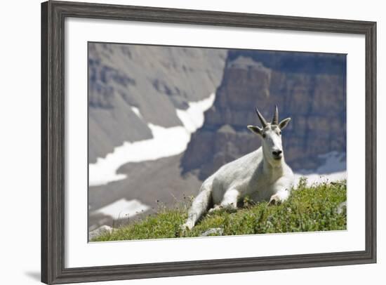 Mountain Goat, Mount Timpanogos Wilderness, Wasatch Mountains, Utah-Howie Garber-Framed Photographic Print