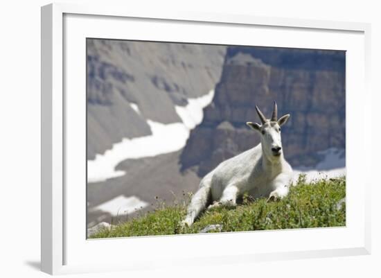 Mountain Goat, Mount Timpanogos Wilderness, Wasatch Mountains, Utah-Howie Garber-Framed Photographic Print