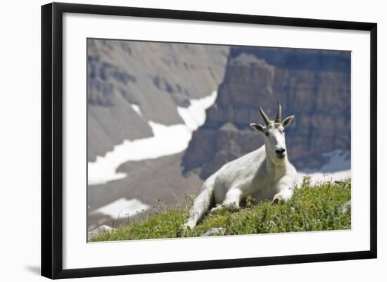 Mountain Goat, Mount Timpanogos Wilderness, Wasatch Mountains, Utah-Howie Garber-Framed Photographic Print