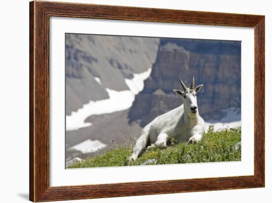 Mountain Goat, Mount Timpanogos Wilderness, Wasatch Mountains, Utah-Howie Garber-Framed Photographic Print