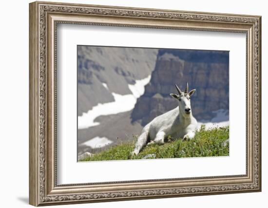 Mountain Goat, Mount Timpanogos Wilderness, Wasatch Mountains, Utah-Howie Garber-Framed Photographic Print