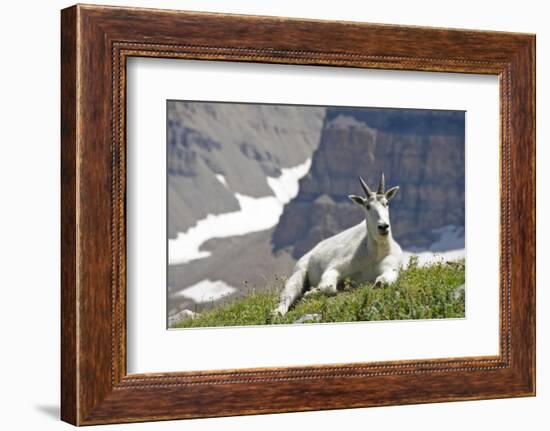 Mountain Goat, Mount Timpanogos Wilderness, Wasatch Mountains, Utah-Howie Garber-Framed Photographic Print