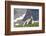 Mountain Goat, Mount Timpanogos Wilderness, Wasatch Mountains, Utah-Howie Garber-Framed Photographic Print