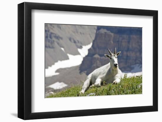 Mountain Goat, Mount Timpanogos Wilderness, Wasatch Mountains, Utah-Howie Garber-Framed Photographic Print