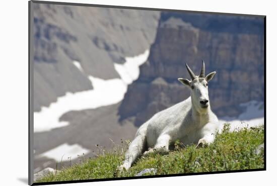 Mountain Goat, Mount Timpanogos Wilderness, Wasatch Mountains, Utah-Howie Garber-Mounted Photographic Print