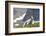 Mountain Goat, Mount Timpanogos Wilderness, Wasatch Mountains, Utah-Howie Garber-Framed Photographic Print