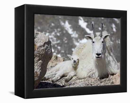 Mountain Goat Nanny and Kid, Mount Evans, Colorado, USA-James Hager-Framed Premier Image Canvas