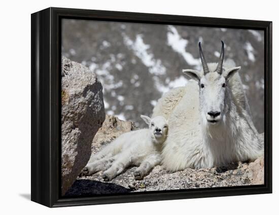 Mountain Goat Nanny and Kid, Mount Evans, Colorado, USA-James Hager-Framed Premier Image Canvas