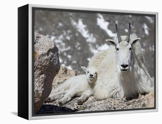 Mountain Goat Nanny and Kid, Mount Evans, Colorado, USA-James Hager-Framed Premier Image Canvas