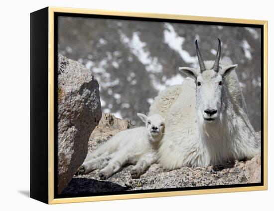 Mountain Goat Nanny and Kid, Mount Evans, Colorado, USA-James Hager-Framed Premier Image Canvas