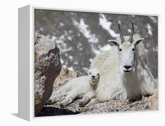 Mountain Goat Nanny and Kid, Mount Evans, Colorado, USA-James Hager-Framed Premier Image Canvas