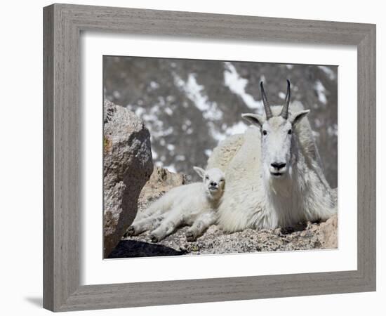 Mountain Goat Nanny and Kid, Mount Evans, Colorado, USA-James Hager-Framed Photographic Print