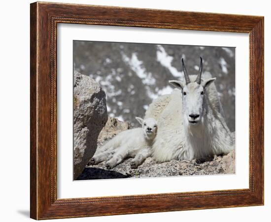 Mountain Goat Nanny and Kid, Mount Evans, Colorado, USA-James Hager-Framed Photographic Print