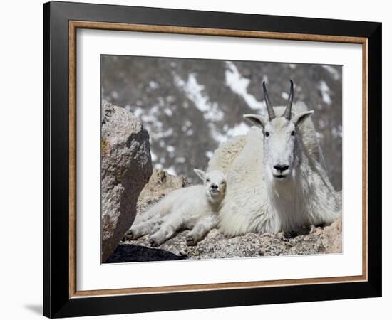 Mountain Goat Nanny and Kid, Mount Evans, Colorado, USA-James Hager-Framed Photographic Print