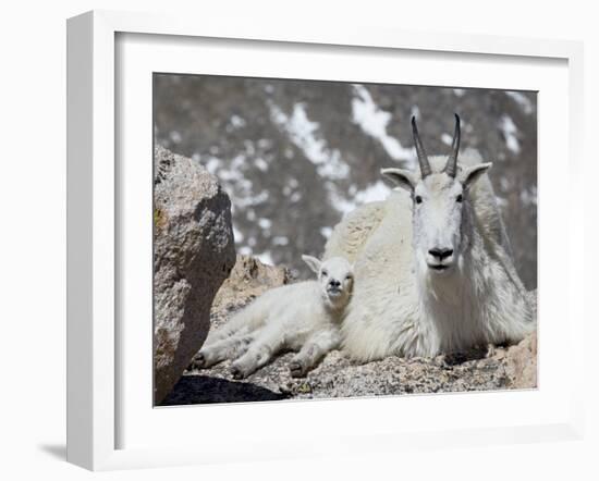 Mountain Goat Nanny and Kid, Mount Evans, Colorado, USA-James Hager-Framed Photographic Print