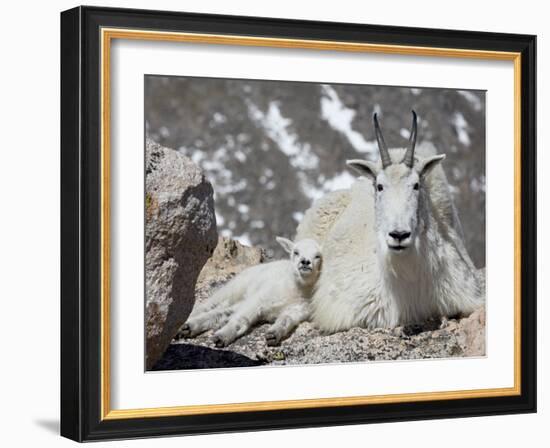 Mountain Goat Nanny and Kid, Mount Evans, Colorado, USA-James Hager-Framed Photographic Print