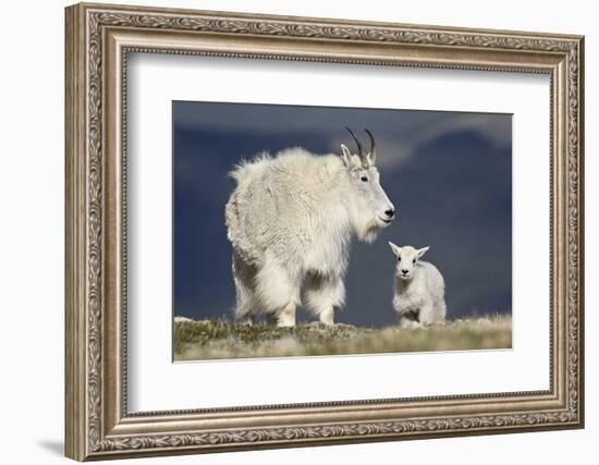 Mountain Goat Nanny and Kid, Mt Evans, Arapaho-Roosevelt Nat'l Forest, Colorado, USA-James Hager-Framed Photographic Print