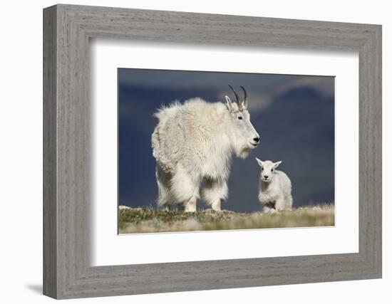 Mountain Goat Nanny and Kid, Mt Evans, Arapaho-Roosevelt Nat'l Forest, Colorado, USA-James Hager-Framed Photographic Print