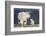 Mountain Goat Nanny and Kid, Mt Evans, Arapaho-Roosevelt Nat'l Forest, Colorado, USA-James Hager-Framed Photographic Print