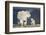 Mountain Goat Nanny and Kid, Mt Evans, Arapaho-Roosevelt Nat'l Forest, Colorado, USA-James Hager-Framed Photographic Print