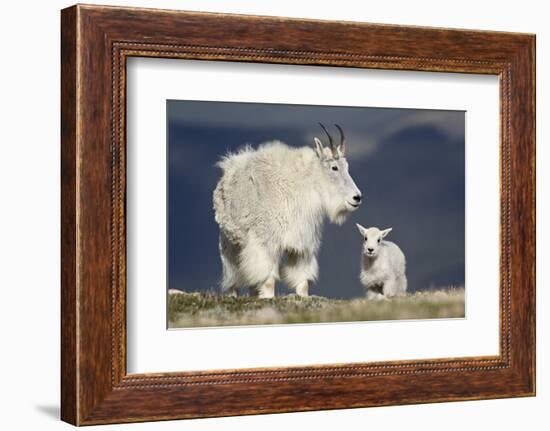 Mountain Goat Nanny and Kid, Mt Evans, Arapaho-Roosevelt Nat'l Forest, Colorado, USA-James Hager-Framed Photographic Print