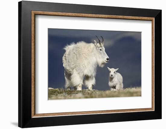 Mountain Goat Nanny and Kid, Mt Evans, Arapaho-Roosevelt Nat'l Forest, Colorado, USA-James Hager-Framed Photographic Print