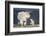 Mountain Goat Nanny and Kid, Mt Evans, Arapaho-Roosevelt Nat'l Forest, Colorado, USA-James Hager-Framed Photographic Print