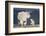 Mountain Goat Nanny and Kid, Mt Evans, Arapaho-Roosevelt Nat'l Forest, Colorado, USA-James Hager-Framed Photographic Print