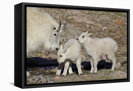 Mountain Goat Nanny and Kids, Mt Evans, Arapaho-Roosevelt Nat'l Forest, Colorado, USA-James Hager-Framed Premier Image Canvas