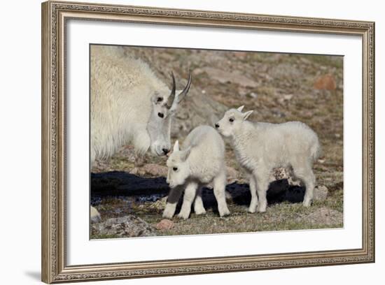 Mountain Goat Nanny and Kids, Mt Evans, Arapaho-Roosevelt Nat'l Forest, Colorado, USA-James Hager-Framed Photographic Print