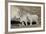 Mountain Goat Nanny and Kids, Mt Evans, Arapaho-Roosevelt Nat'l Forest, Colorado, USA-James Hager-Framed Photographic Print
