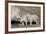 Mountain Goat Nanny and Kids, Mt Evans, Arapaho-Roosevelt Nat'l Forest, Colorado, USA-James Hager-Framed Photographic Print