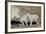 Mountain Goat Nanny and Kids, Mt Evans, Arapaho-Roosevelt Nat'l Forest, Colorado, USA-James Hager-Framed Photographic Print