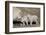 Mountain Goat Nanny and Kids, Mt Evans, Arapaho-Roosevelt Nat'l Forest, Colorado, USA-James Hager-Framed Photographic Print