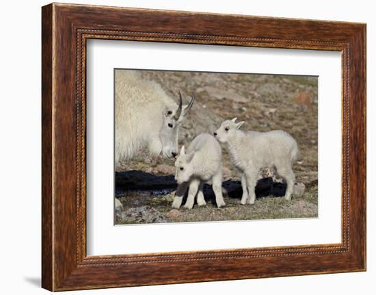 Mountain Goat Nanny and Kids, Mt Evans, Arapaho-Roosevelt Nat'l Forest, Colorado, USA-James Hager-Framed Photographic Print