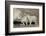 Mountain Goat Nanny and Kids, Mt Evans, Arapaho-Roosevelt Nat'l Forest, Colorado, USA-James Hager-Framed Photographic Print