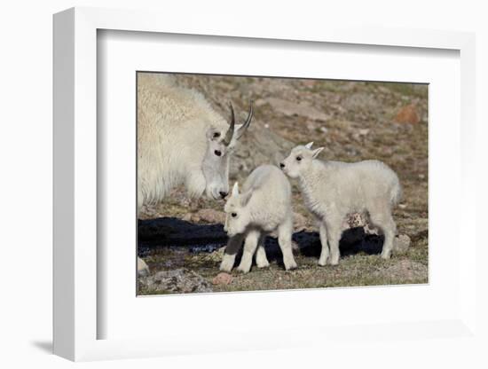 Mountain Goat Nanny and Kids, Mt Evans, Arapaho-Roosevelt Nat'l Forest, Colorado, USA-James Hager-Framed Photographic Print