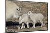 Mountain Goat Nanny and Kids, Mt Evans, Arapaho-Roosevelt Nat'l Forest, Colorado, USA-James Hager-Mounted Photographic Print