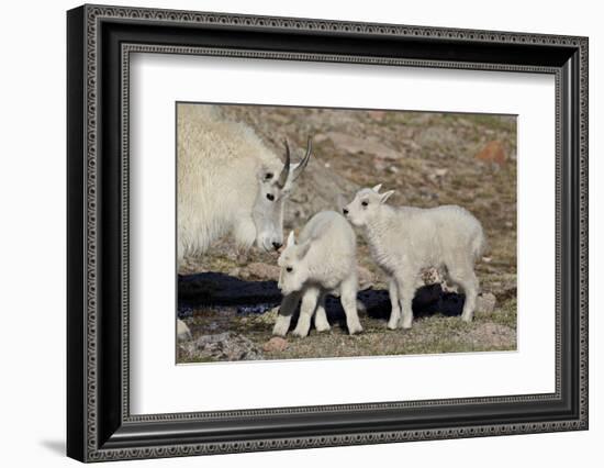 Mountain Goat Nanny and Kids, Mt Evans, Arapaho-Roosevelt Nat'l Forest, Colorado, USA-James Hager-Framed Photographic Print